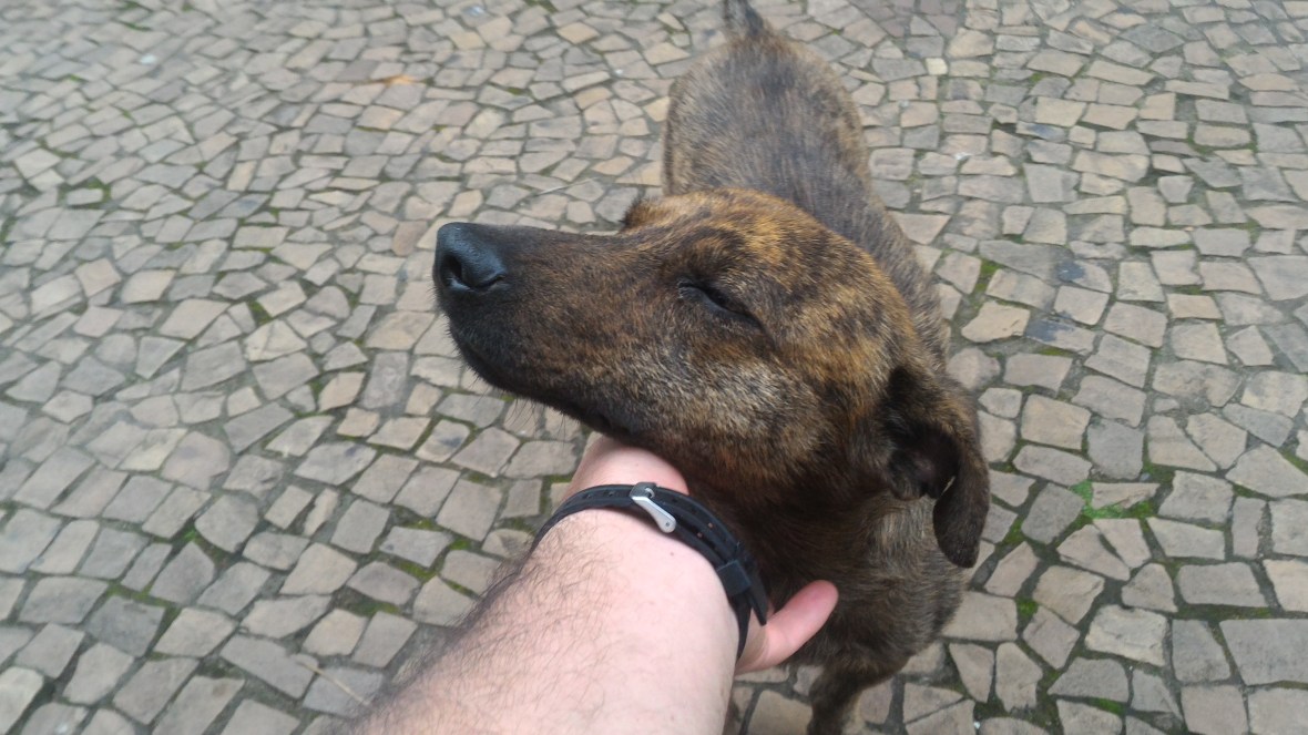 Cão recebendo carinho em Cunha.